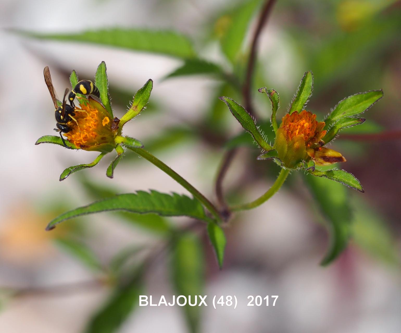 Bur marigold, (Black-fruited)